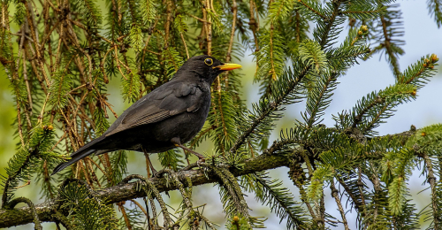 Kos černý  (Turdus merula)  D53A1091ok
