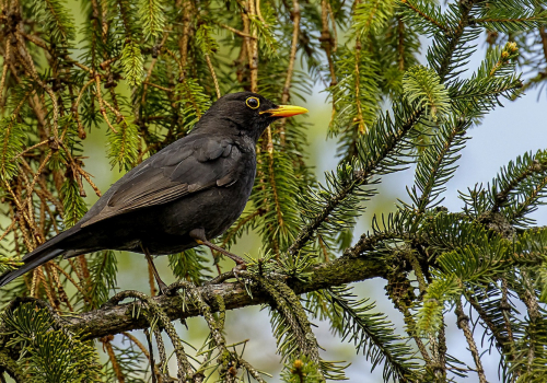 Kos černý  (Turdus merula)  D53A1091ok