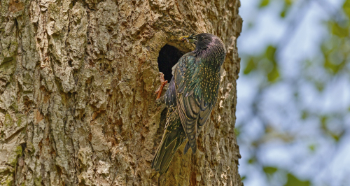 Špaček obecný  (Sturnus vulgaris)  D53A1321ok1
