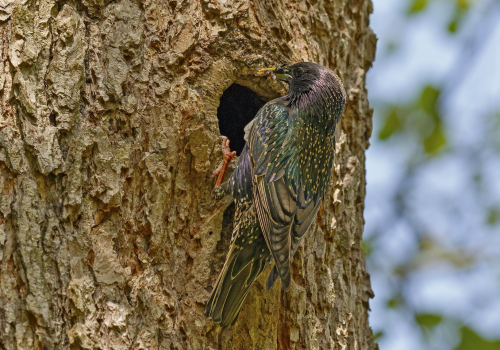 Špaček obecný  (Sturnus vulgaris)  D53A1321ok1