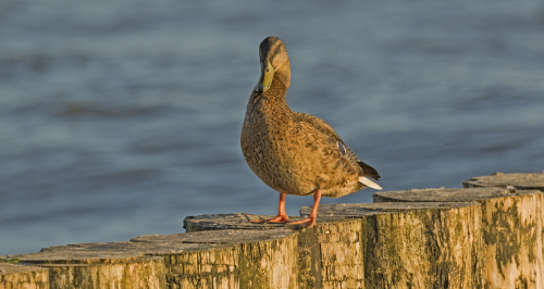 Kachna divoká  (Anas platyrhynchos)  D53A1403ok1