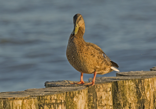Kachna divoká  (Anas platyrhynchos)  D53A1403ok1