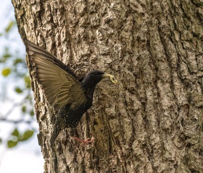 Špaček obecný  (Sturnus vulgaris)  D53A1549ok