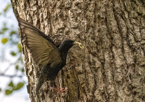 Špaček obecný  (Sturnus vulgaris)  D53A1549ok