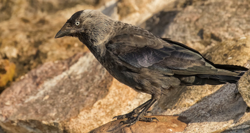 Kavka obecná  (Corvus monedula)  D53A2312ok