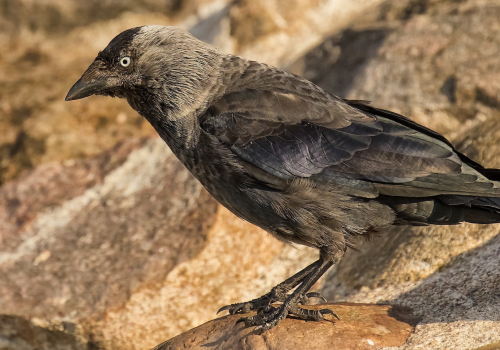 Kavka obecná  (Corvus monedula)  D53A2312ok