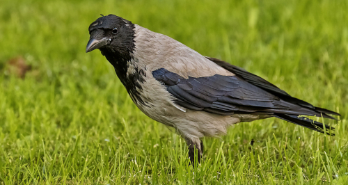 Vrána šedá  (Corvus cornix)  D53A2515ok