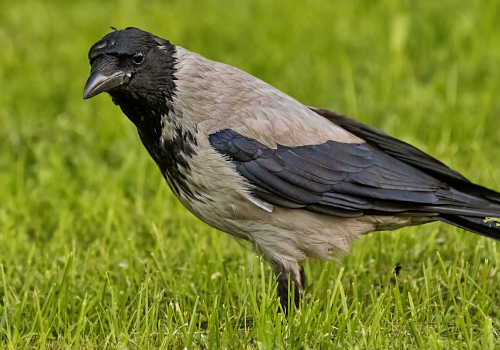 Vrána šedá  (Corvus cornix)  D53A2515ok