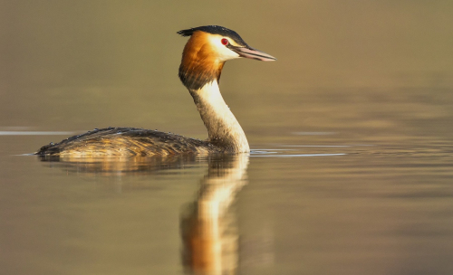 Potápka roháč  (Podiceps cristatus)  D53A2741ok