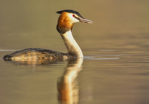 Potápka roháč  (Podiceps cristatus)  D53A2741ok