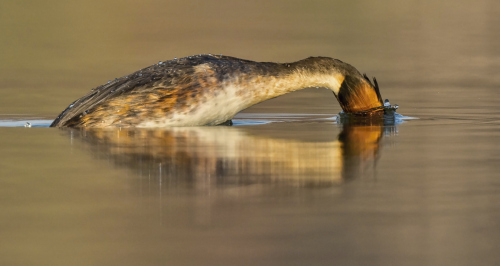 Potápka roháč  (Podiceps cristatus)  D53A2763ok