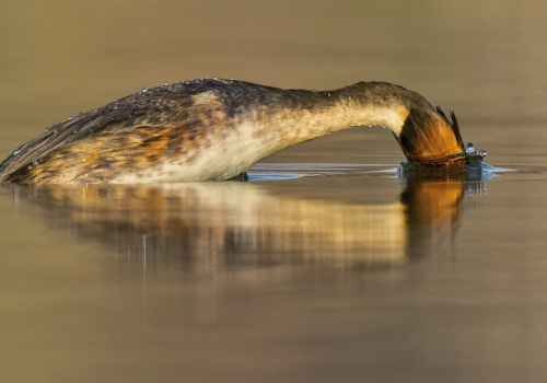 Potápka roháč  (Podiceps cristatus)  D53A2763ok