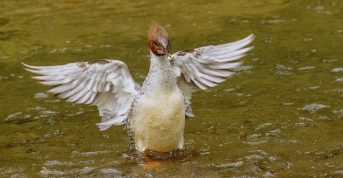 Morčák velký  (Mergus merganser)  D53A2793ok