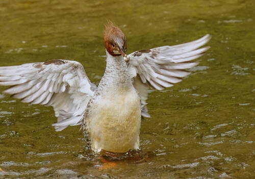 Morčák velký  (Mergus merganser)  D53A2793ok