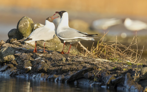 Racek chechtavý  (Chroicocephalus ridibundus)  D53A2893ok