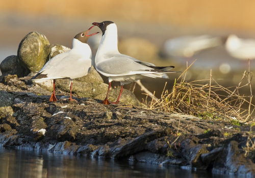 Racek chechtavý  (Chroicocephalus ridibundus)  D53A2893ok