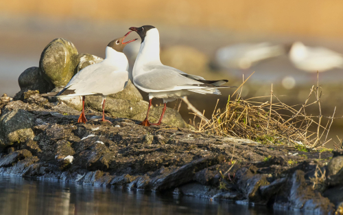 Racek chechtavý  (Chroicocephalus ridibundus)  D53A2893ok