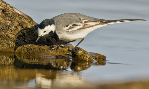 Konipas bílý  (Motacilla alba)  D53A2912ok