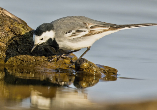 Konipas bílý  (Motacilla alba)  D53A2912ok