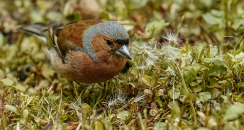 Pěnkava obecná  (Fringilla coelebs)  D53A2996ok