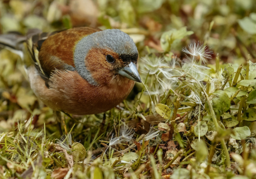 Pěnkava obecná  (Fringilla coelebs)  D53A2996ok