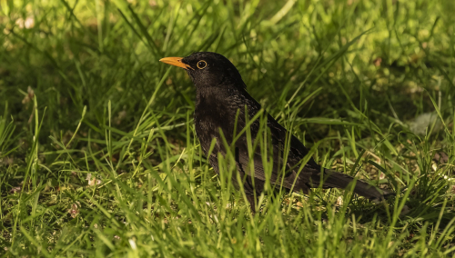 Kos černý  (Turdus merula)  D53A4172ok