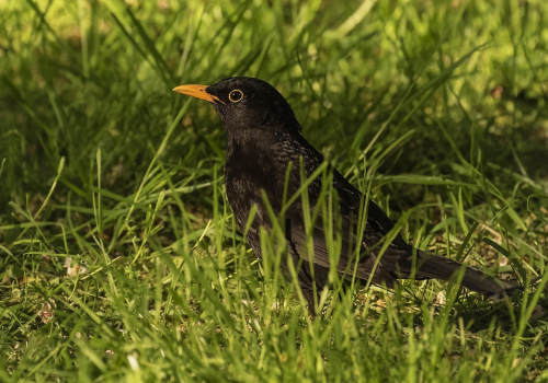 Kos černý  (Turdus merula)  D53A4172ok