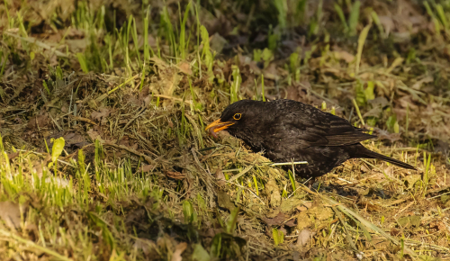 Kos černý  (Turdus merula)  D53A4227ok