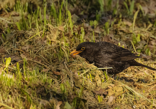Kos černý  (Turdus merula)  D53A4227ok