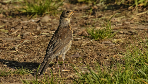 Drozd zpěvný  (Turdus philomelos)  D53A4241ok