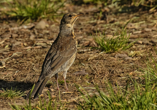 Drozd zpěvný  (Turdus philomelos)  D53A4241ok