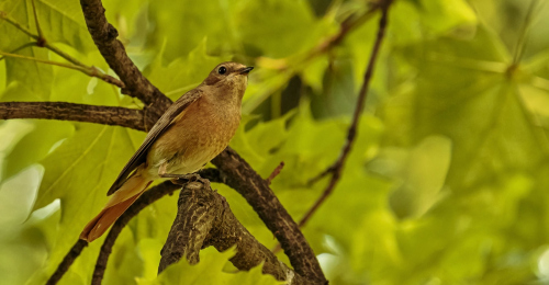 Rehek zahradní  (Phoenicurus phoenicurus)  D53A4489ok