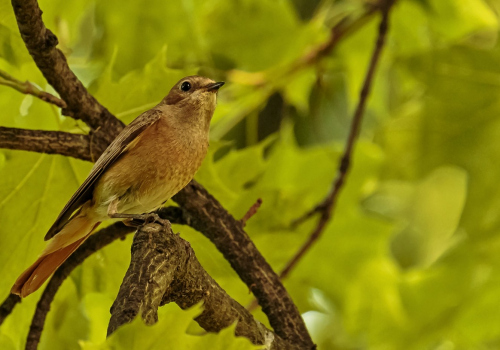 Rehek zahradní  (Phoenicurus phoenicurus)  D53A4489ok