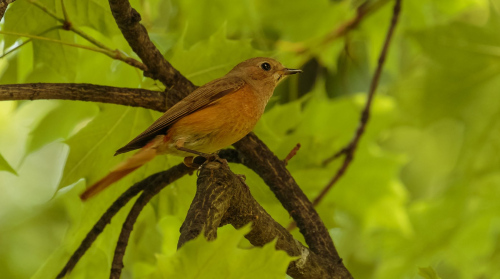 Rehek zahradní  (Phoenicurus phoenicurus)  D53A4491ok