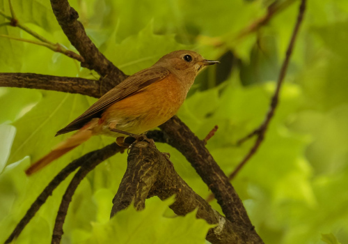 Rehek zahradní  (Phoenicurus phoenicurus)  D53A4491ok