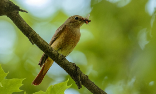 Rehek zahradní  (Phoenicurus phoenicurus)  D53A4570ok