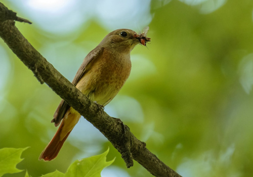 Rehek zahradní  (Phoenicurus phoenicurus)  D53A4570ok