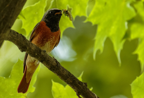 Rehek zahradní  (Phoenicurus phoenicurus)  D53A4577ok