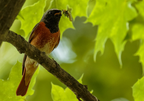 Rehek zahradní  (Phoenicurus phoenicurus)  D53A4577ok