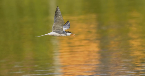 Rybák obecný  (Sterna hirundo)  D53A5124ok