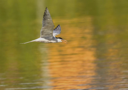 Rybák obecný  (Sterna hirundo)  D53A5124ok