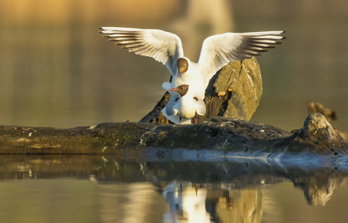 Racek chechtavý  (Chroicocephalus ridibundus)  D53A5199ok