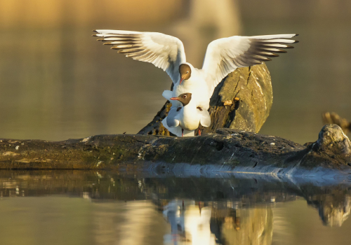 Racek chechtavý  (Chroicocephalus ridibundus)  D53A5199ok