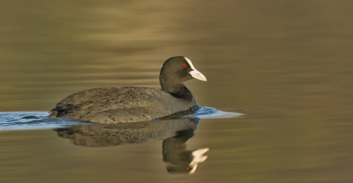 Lyska černá  (Fulica atra, syn. Fulica prior)  D53A5247ok
