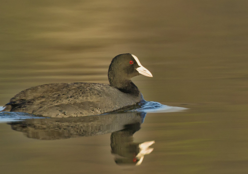 Lyska černá  (Fulica atra, syn. Fulica prior)  D53A5247ok