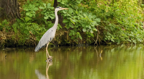 Volavka popelavá  (Ardea cinerea)  D53A5293ok