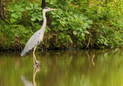 Volavka popelavá  (Ardea cinerea)  D53A5293ok