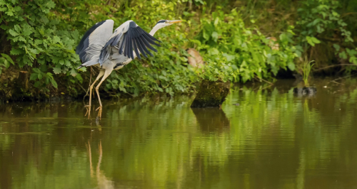Volavka popelavá  (Ardea cinerea)  D53A5298ok