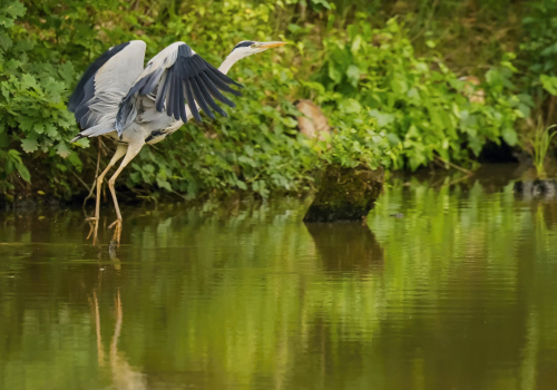 Volavka popelavá  (Ardea cinerea)  D53A5298ok