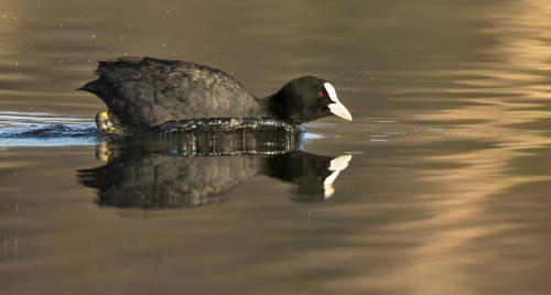Lyska černá  (Fulica atra, syn. Fulica prior)  D53A5536ok
